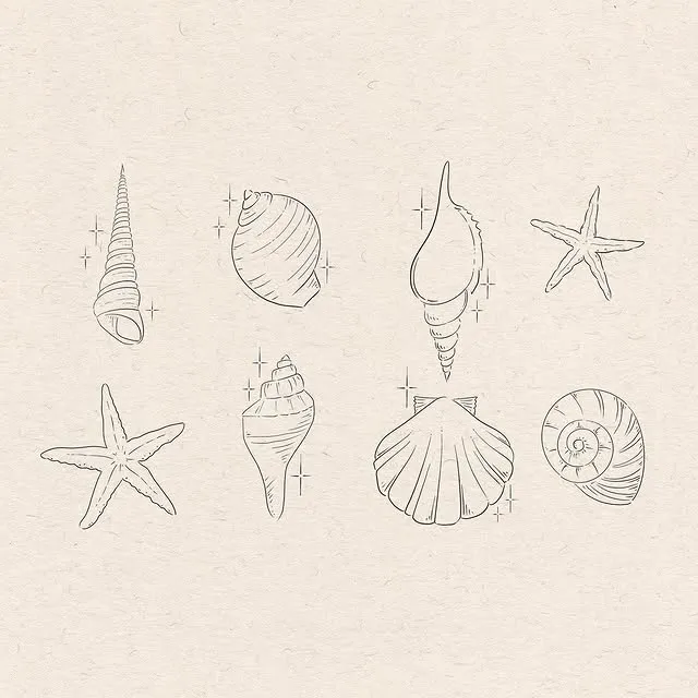 Oceanic Shell Trio