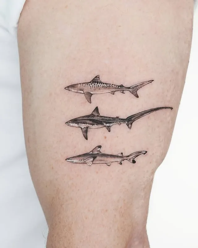 Shark Trio Harmony